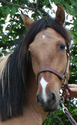 American Bashkir Curly Horse